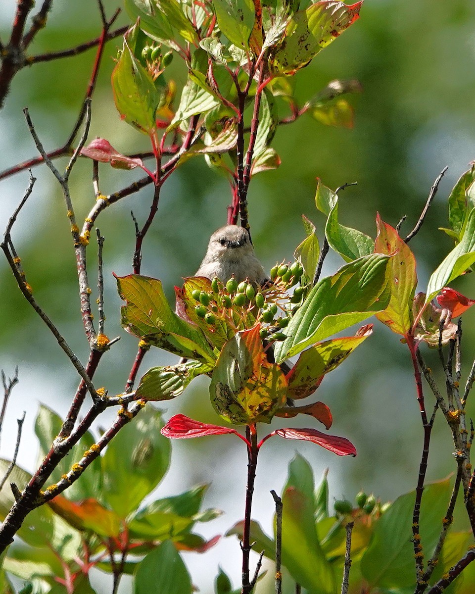 Bushtit - ML638179292