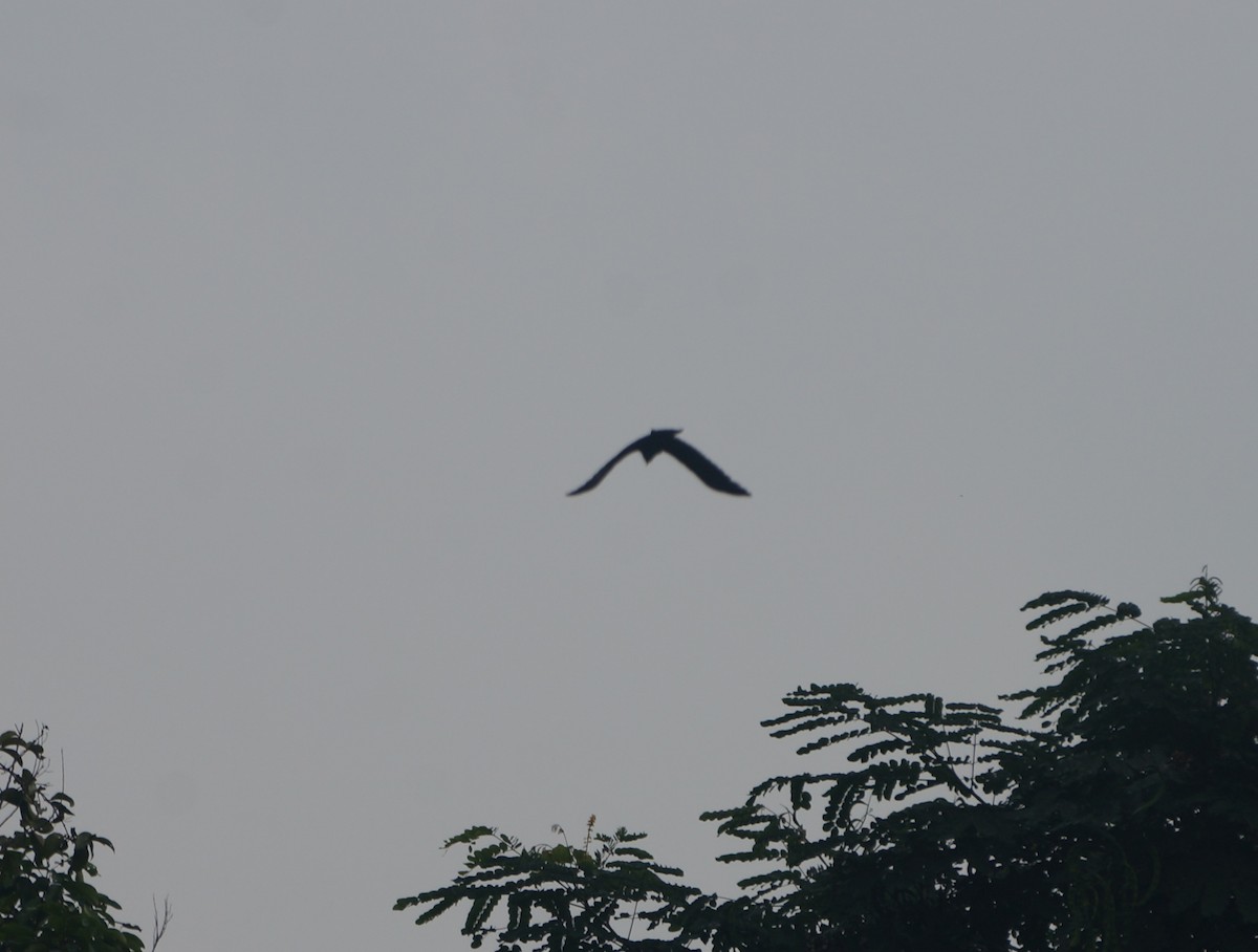 Large-billed Crow - ML638179294