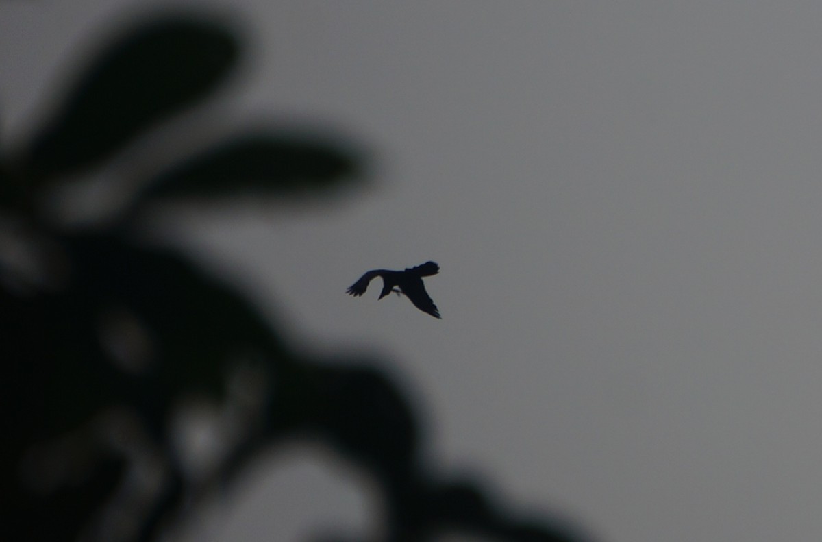 Large-billed Crow - ML638179295