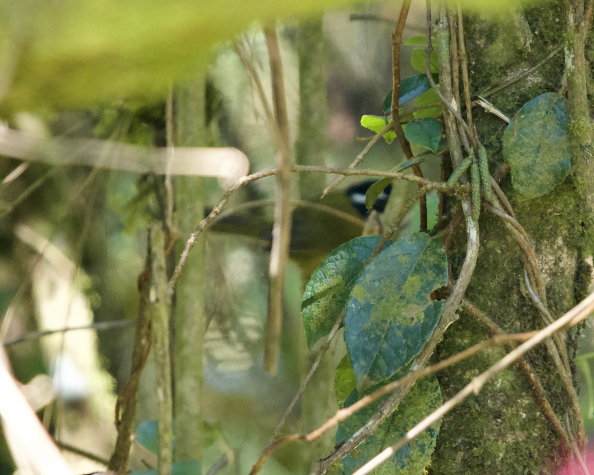 Sooty-capped Chlorospingus - ML638179316