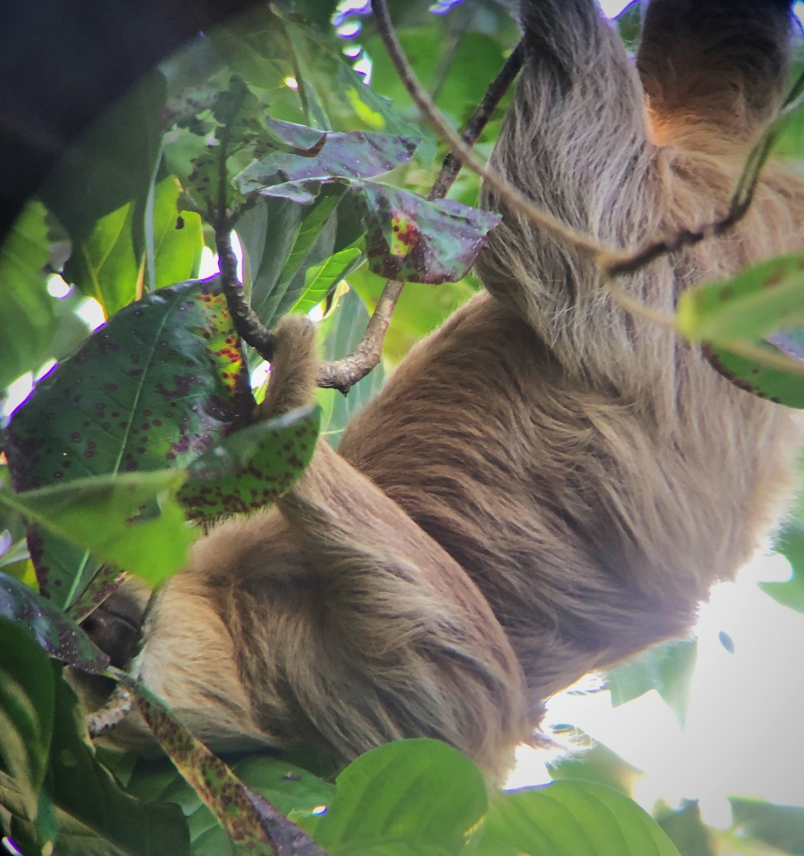 Two-toed Sloths - ML638179321