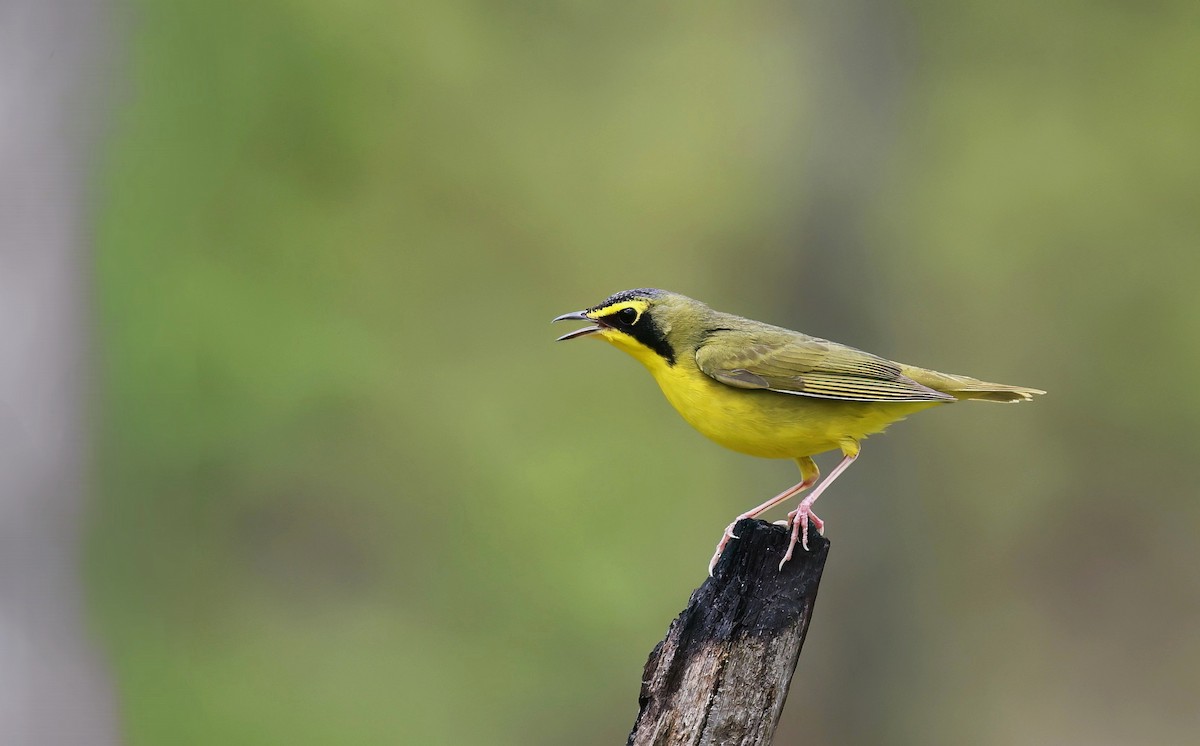 Kentucky Warbler - ML638179324