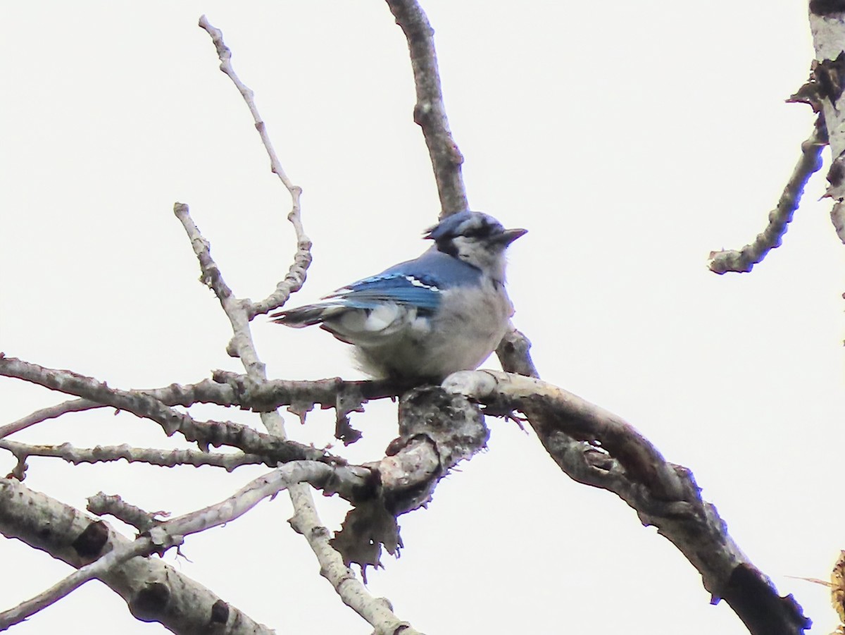 Blue Jay - ML638179325