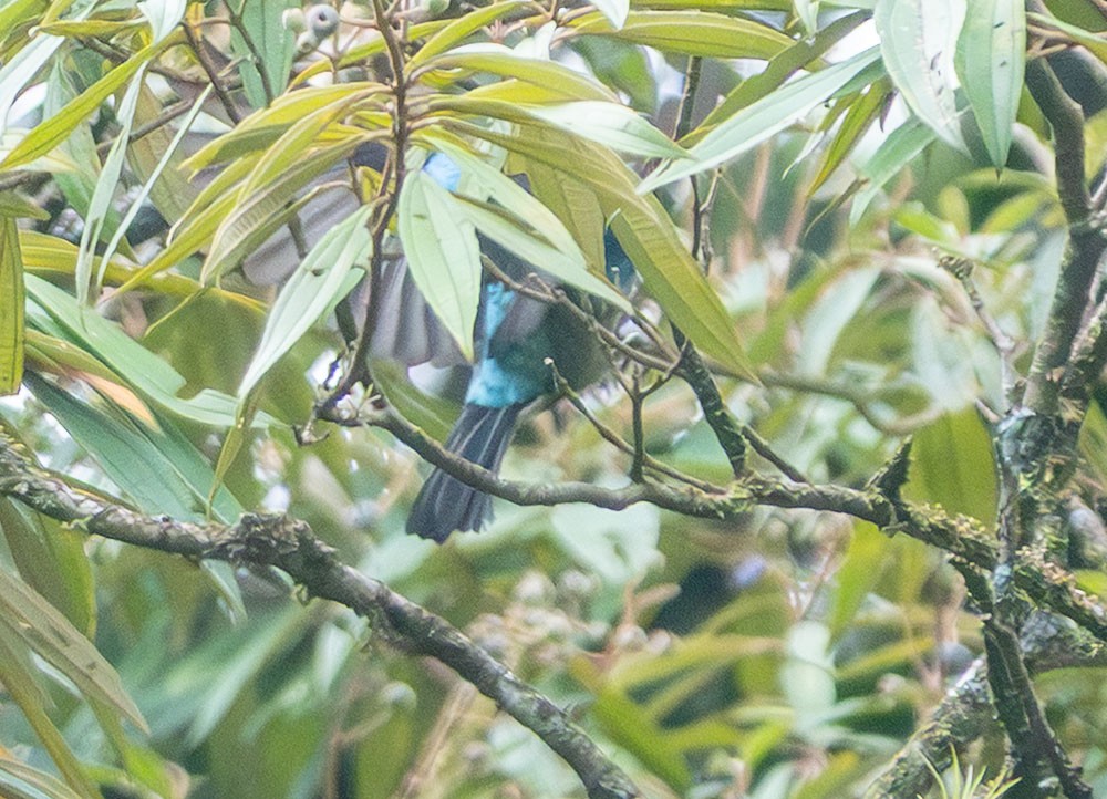 Golden-hooded Tanager - ML638179335