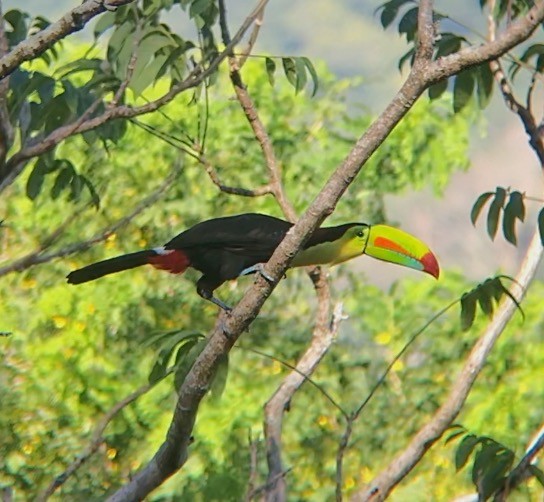 Keel-billed Toucan - ML638179343