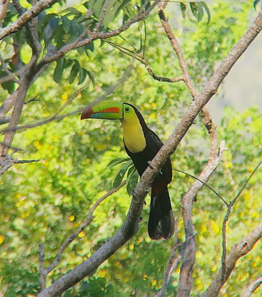 Keel-billed Toucan - ML638179344