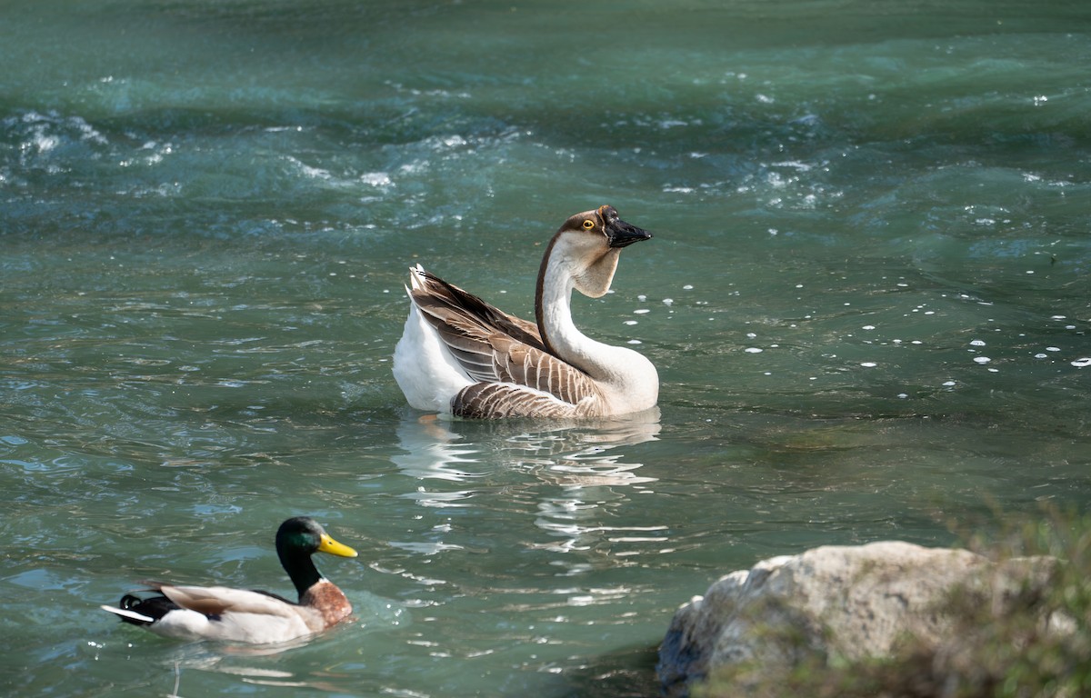 Swan Goose (Domestic type) - ML638179363