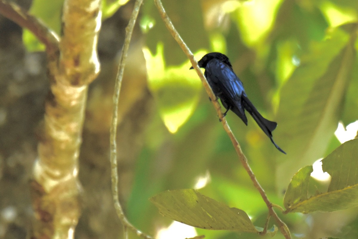 Bronzed Drongo - ML638179376