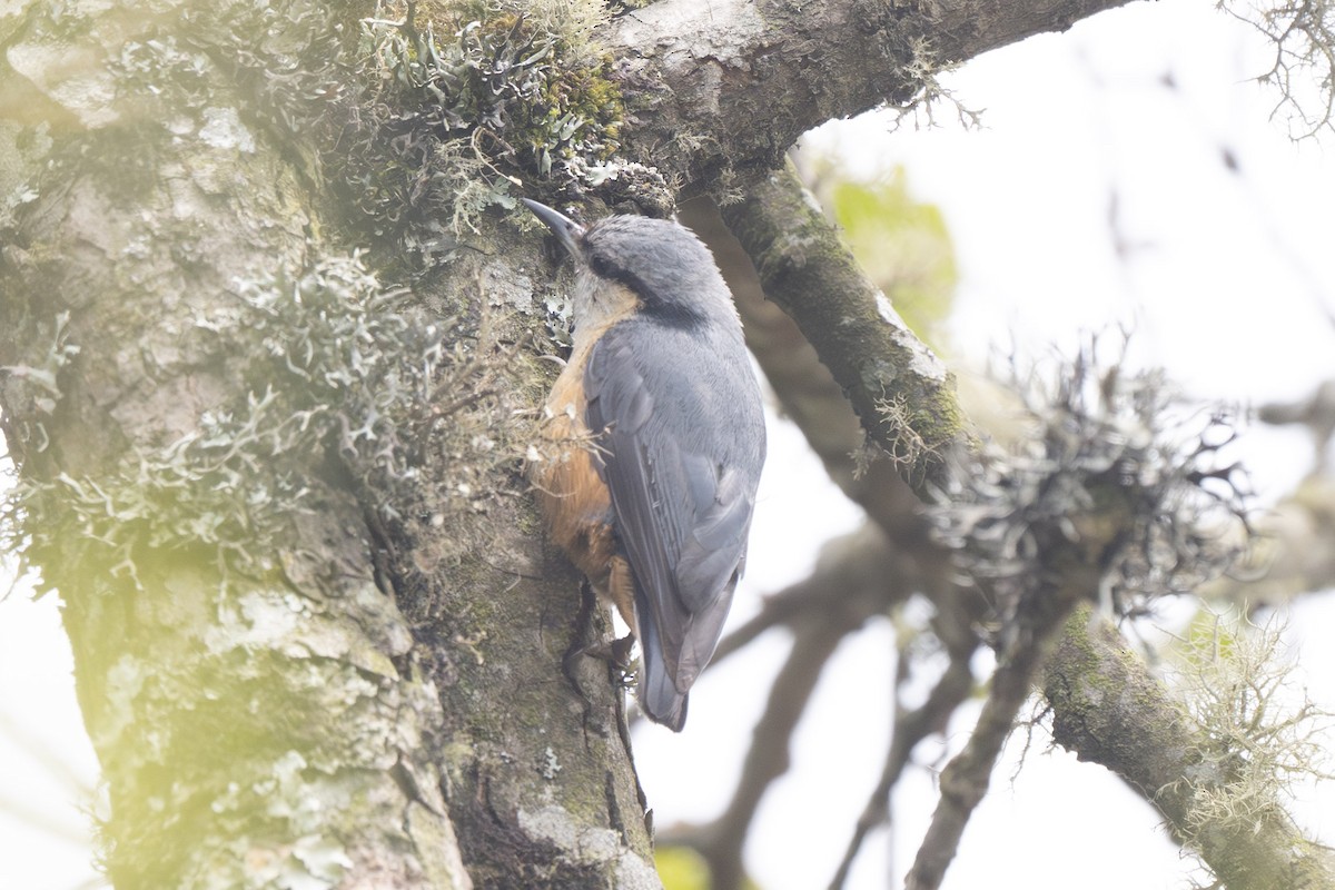 White-tailed Nuthatch - ML638179384
