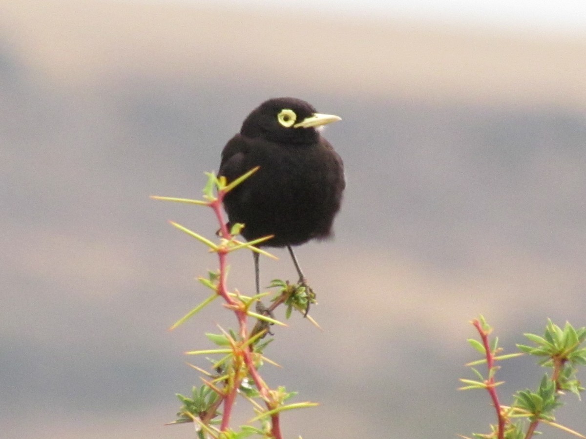 Spectacled Tyrant - ML638179389