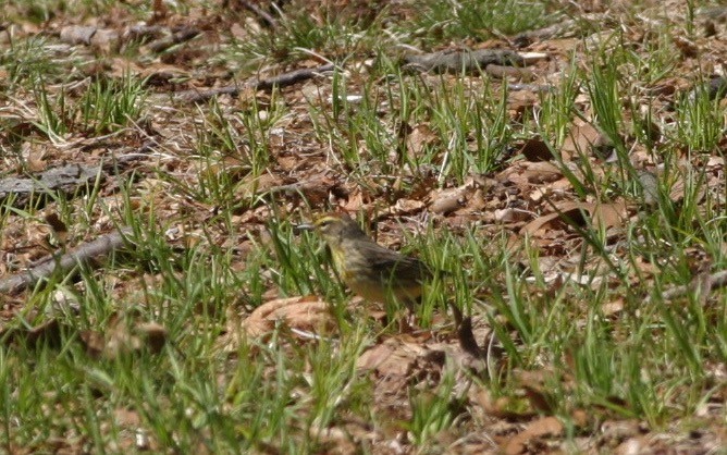 Palm Warbler (Western) - ML638179396