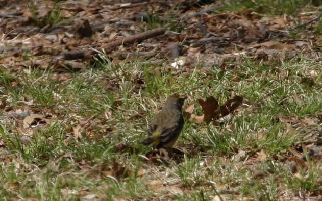 Palm Warbler (Western) - ML638179397
