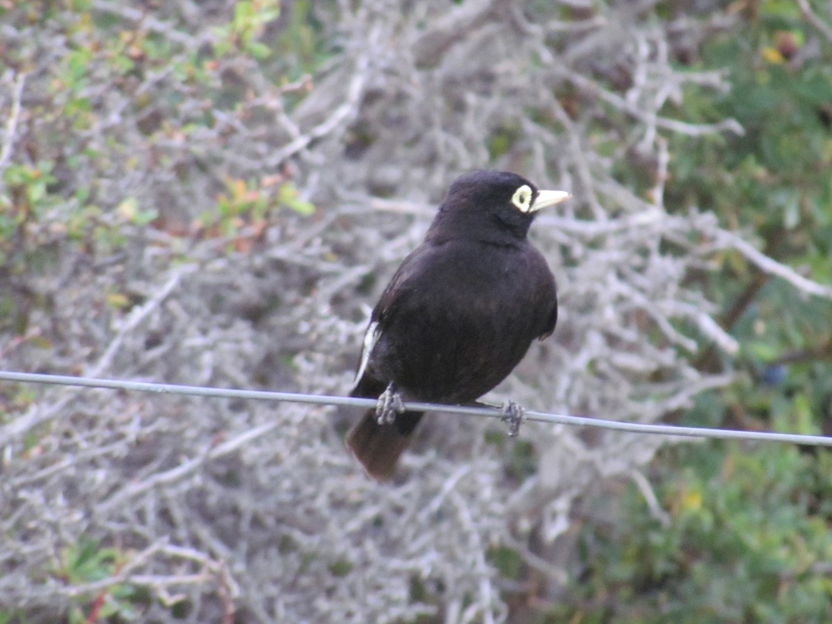 Spectacled Tyrant - ML638179409
