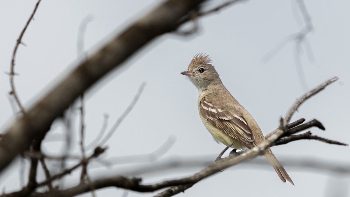 Yellow-bellied Elaenia - ML638179413