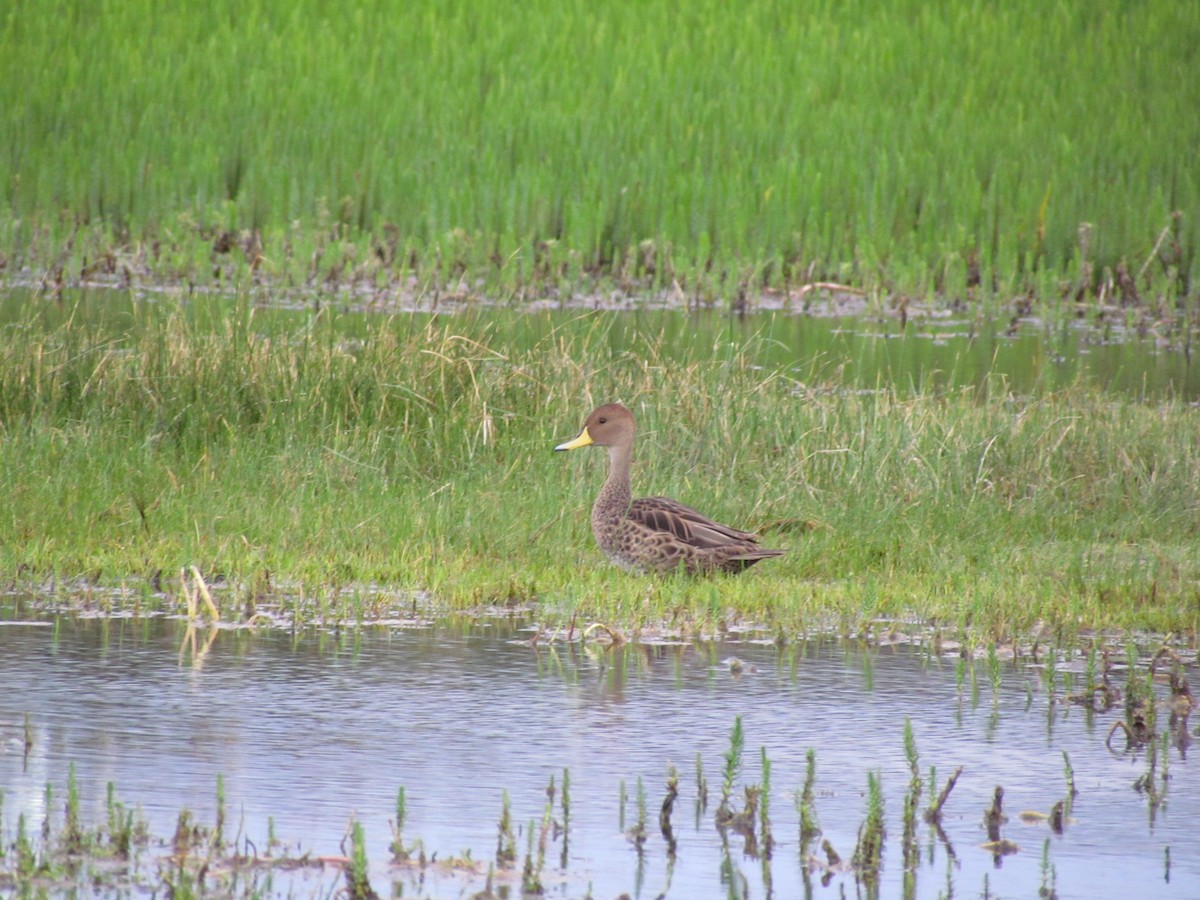 Yellow-billed Pintail - ML638179420
