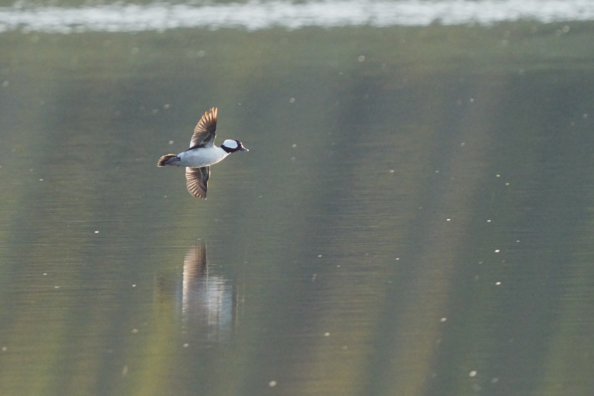 Bufflehead - ML638179454