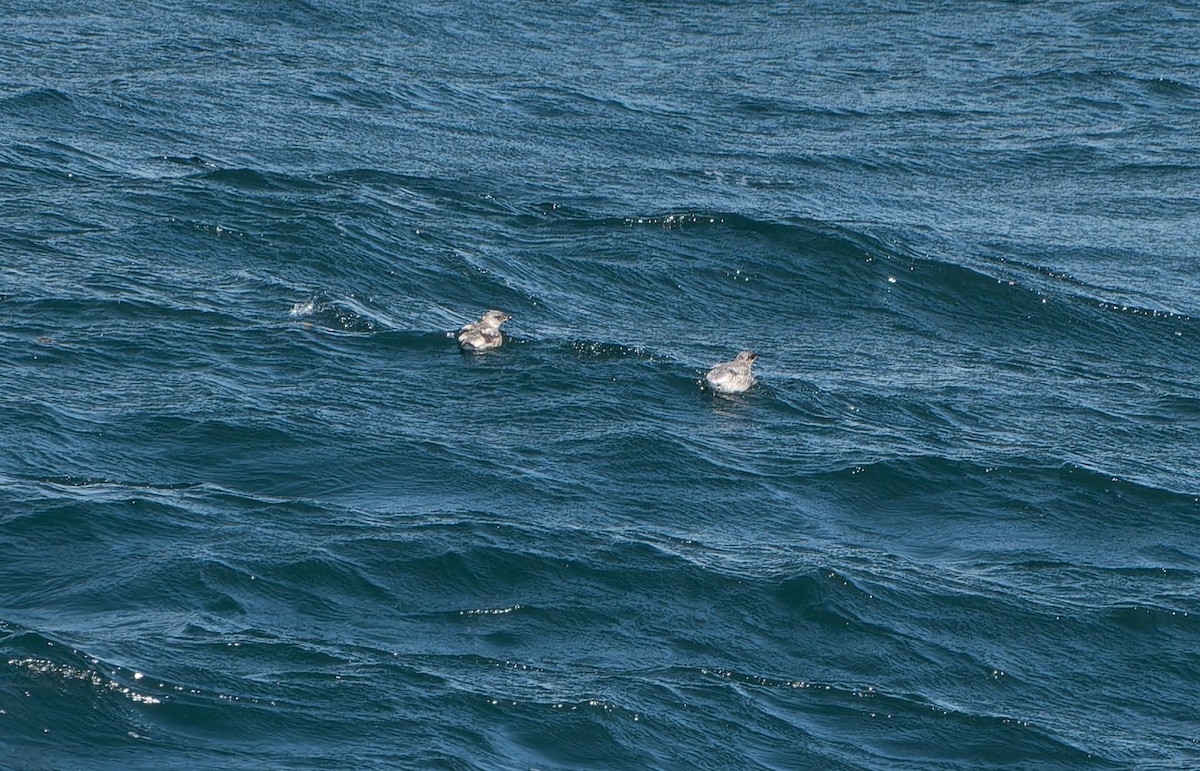 Kittlitz's Murrelet - ML638179465