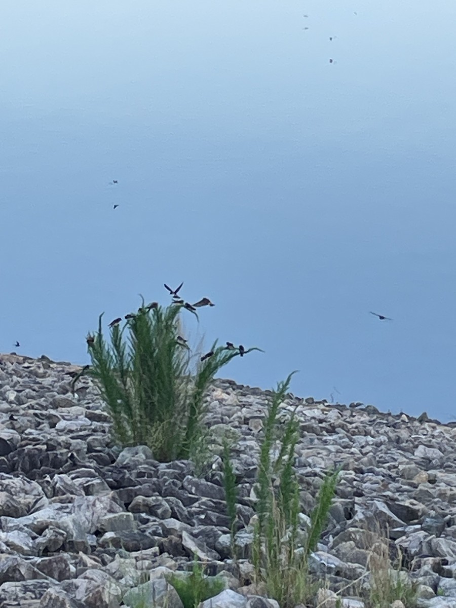 Cliff Swallow - ML638179469