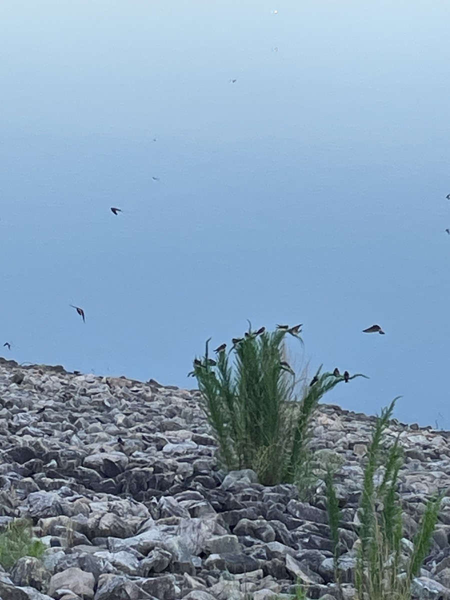 Cliff Swallow - ML638179470