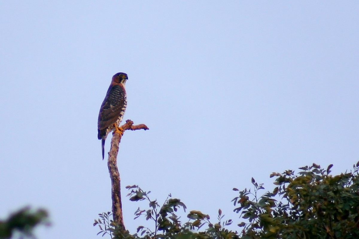 Gray-bellied Hawk - ML638179536