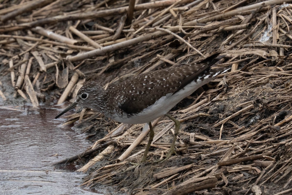 Solitary Sandpiper - ML638179582