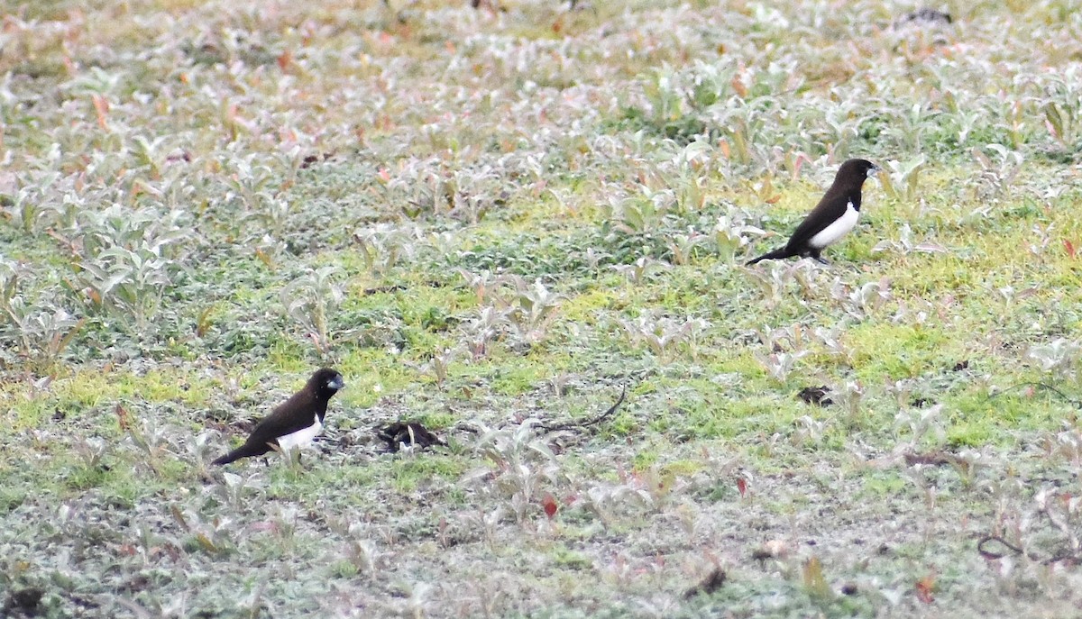 White-rumped Munia - ML638179608