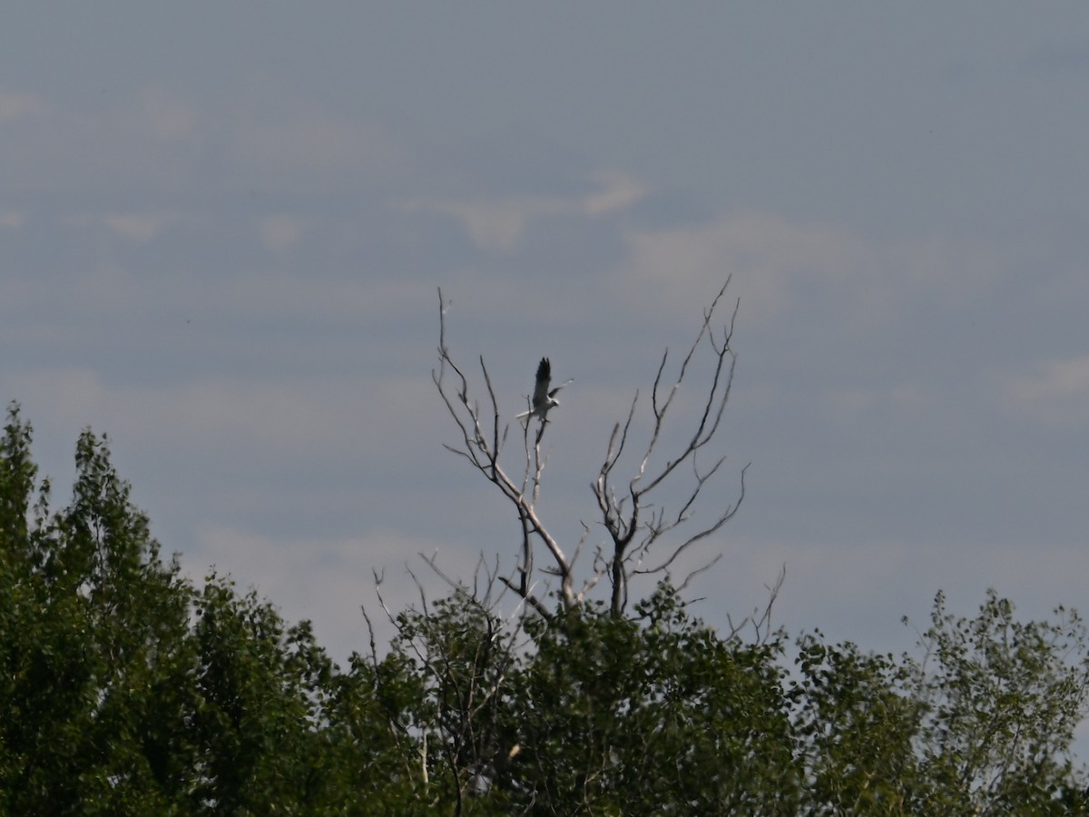White-tailed Kite - ML638179618