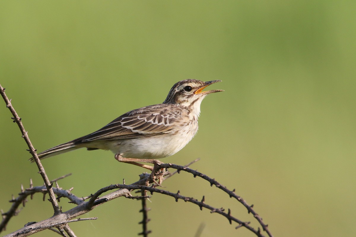 Paddyfield Pipit - ML638179626
