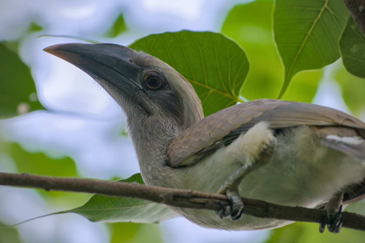 Indian Gray Hornbill - ML638179645