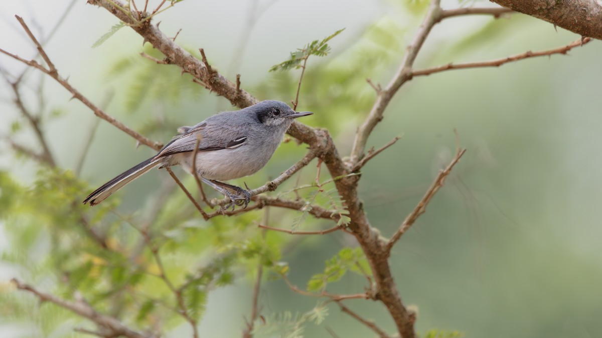 Masked Gnatcatcher - ML638179663