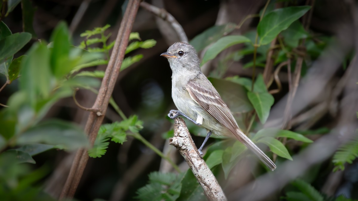 Southern Beardless-Tyrannulet - ML638179680