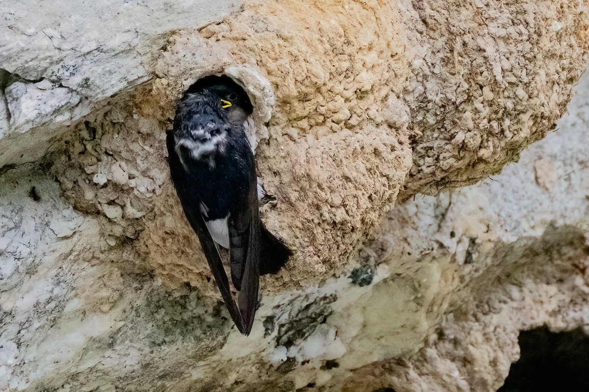 Nepal House-Martin - ML638179686