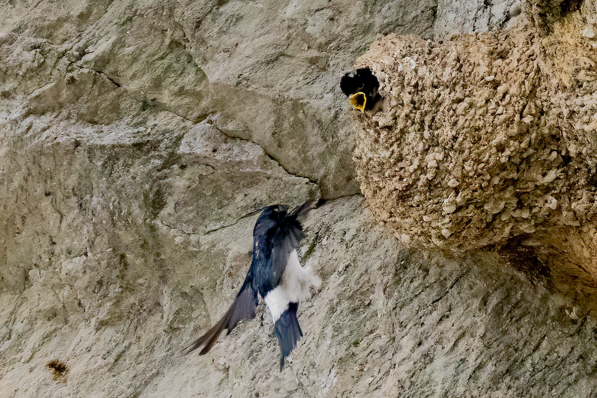 Nepal House-Martin - ML638179687