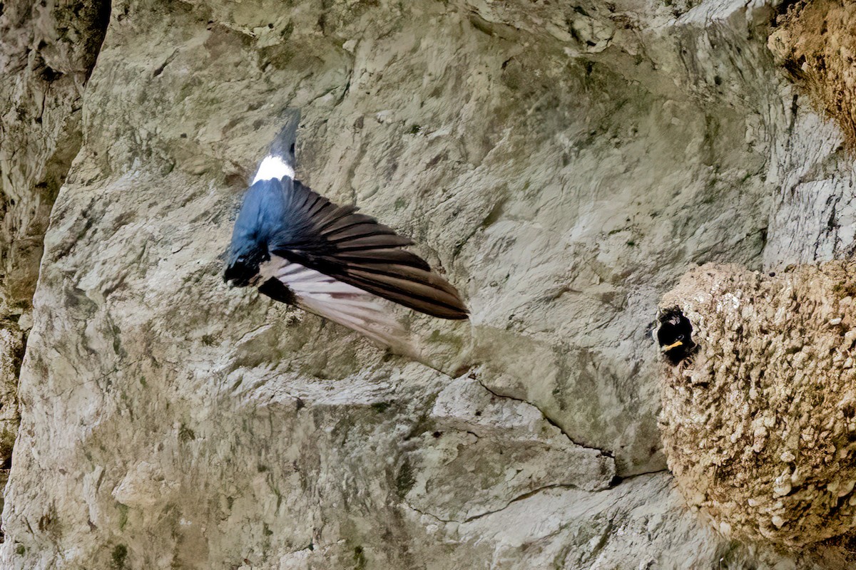 Nepal House-Martin - ML638179688