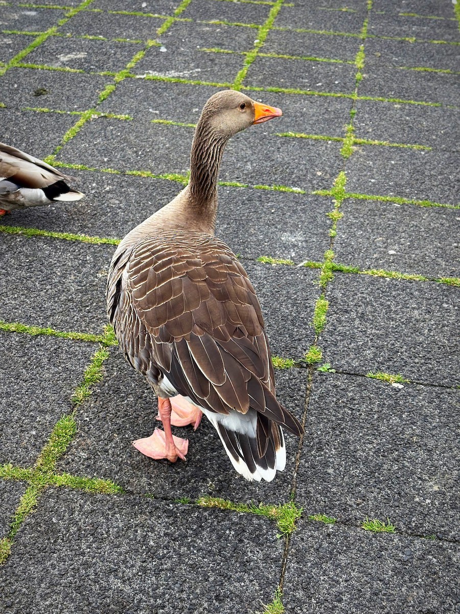 Graylag Goose - ML638179700