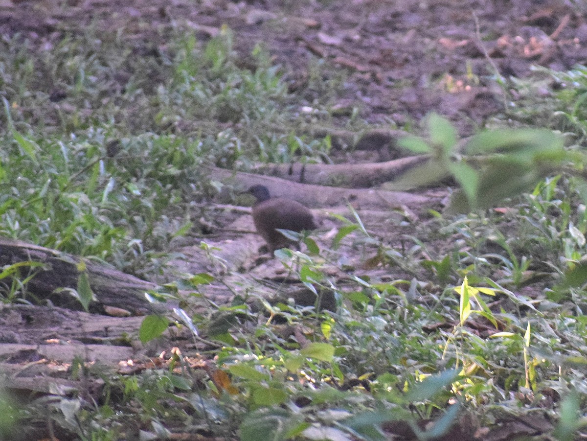 Cinereous Tinamou - ML638179702