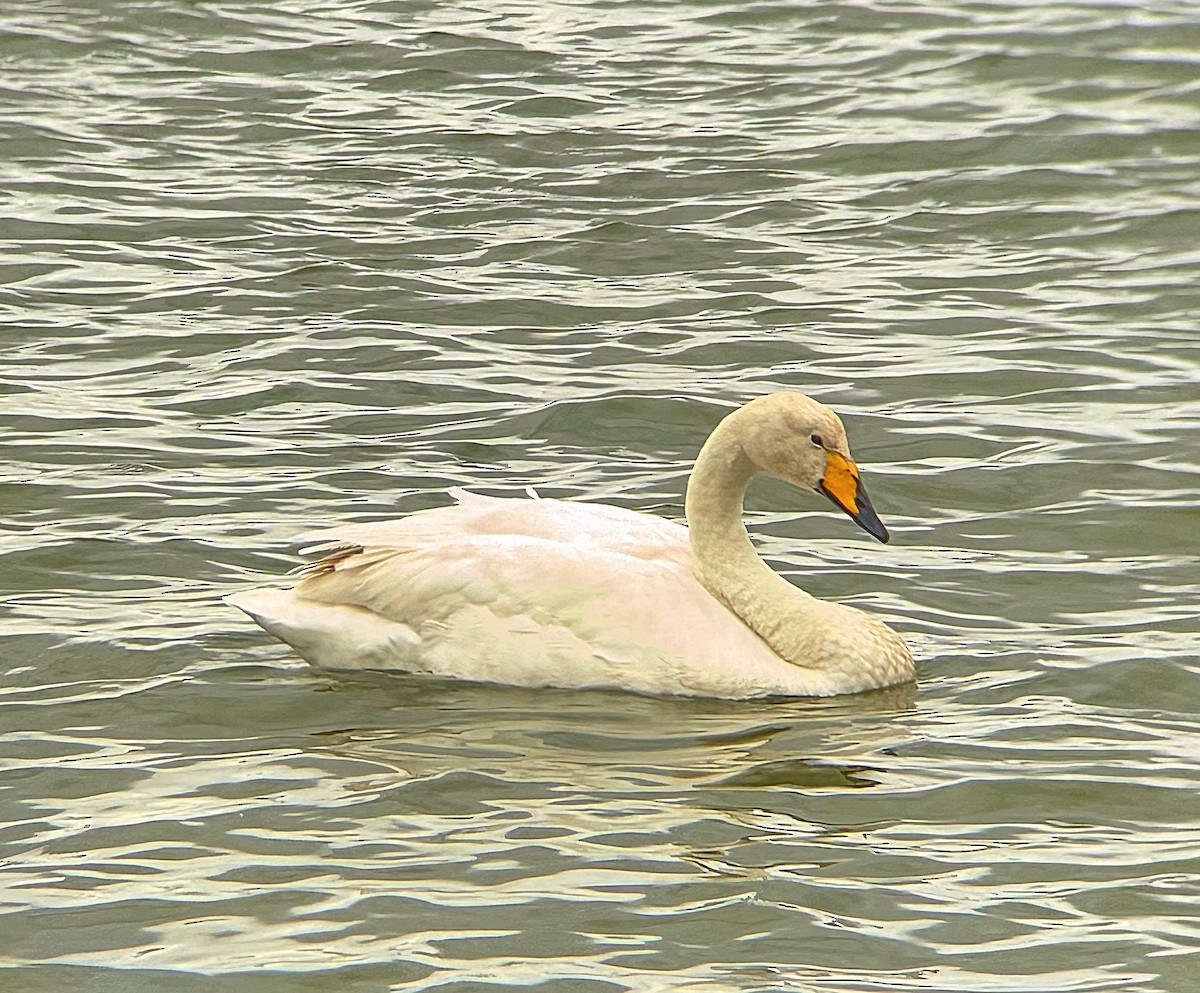 Whooper Swan - ML638179704