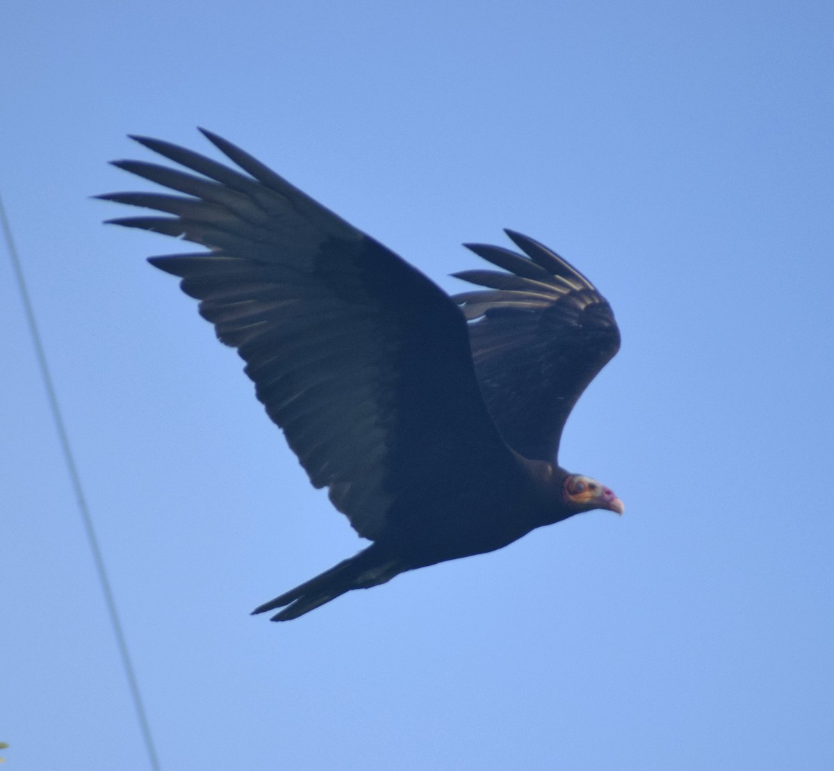Lesser Yellow-headed Vulture - ML638179711