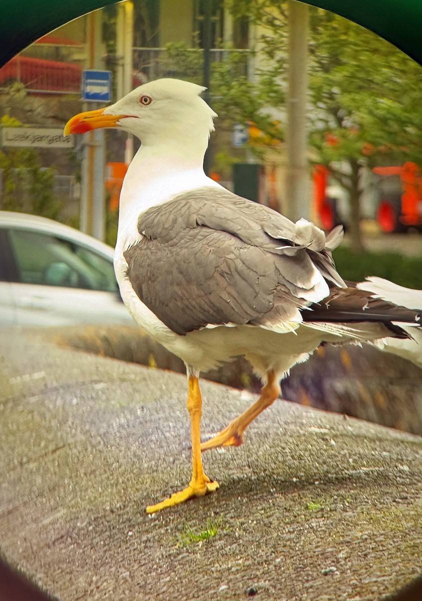 Lesser Black-backed Gull - ML638179713