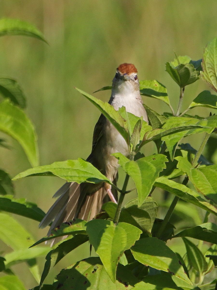 Tawny Grassbird - ML638179714