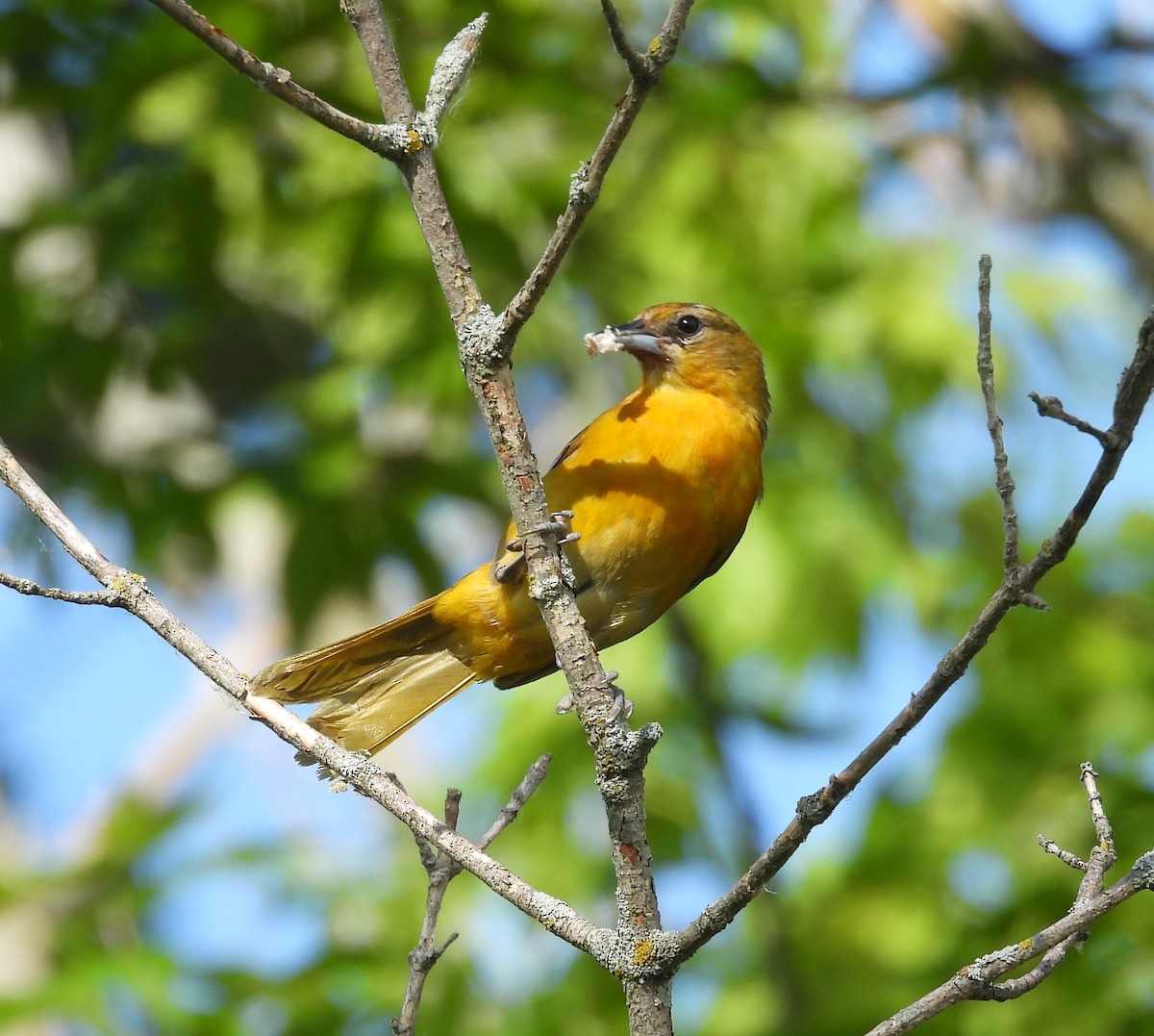 Baltimore Oriole - ML638179779
