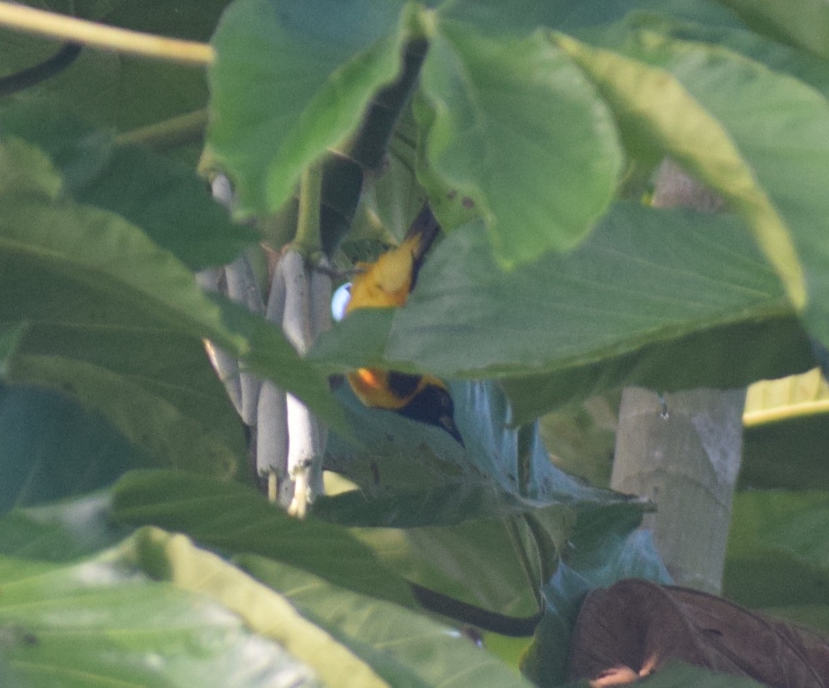 Orange-backed Troupial - ML638179786