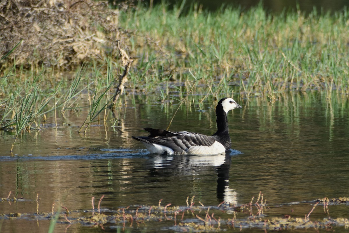 Barnacle Goose - ML638179789