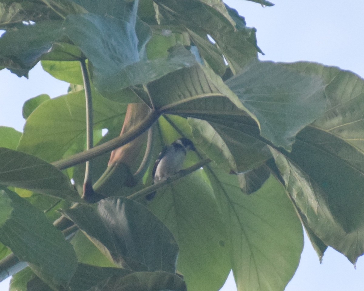 Wing-barred Seedeater (Caqueta) - ML638179792