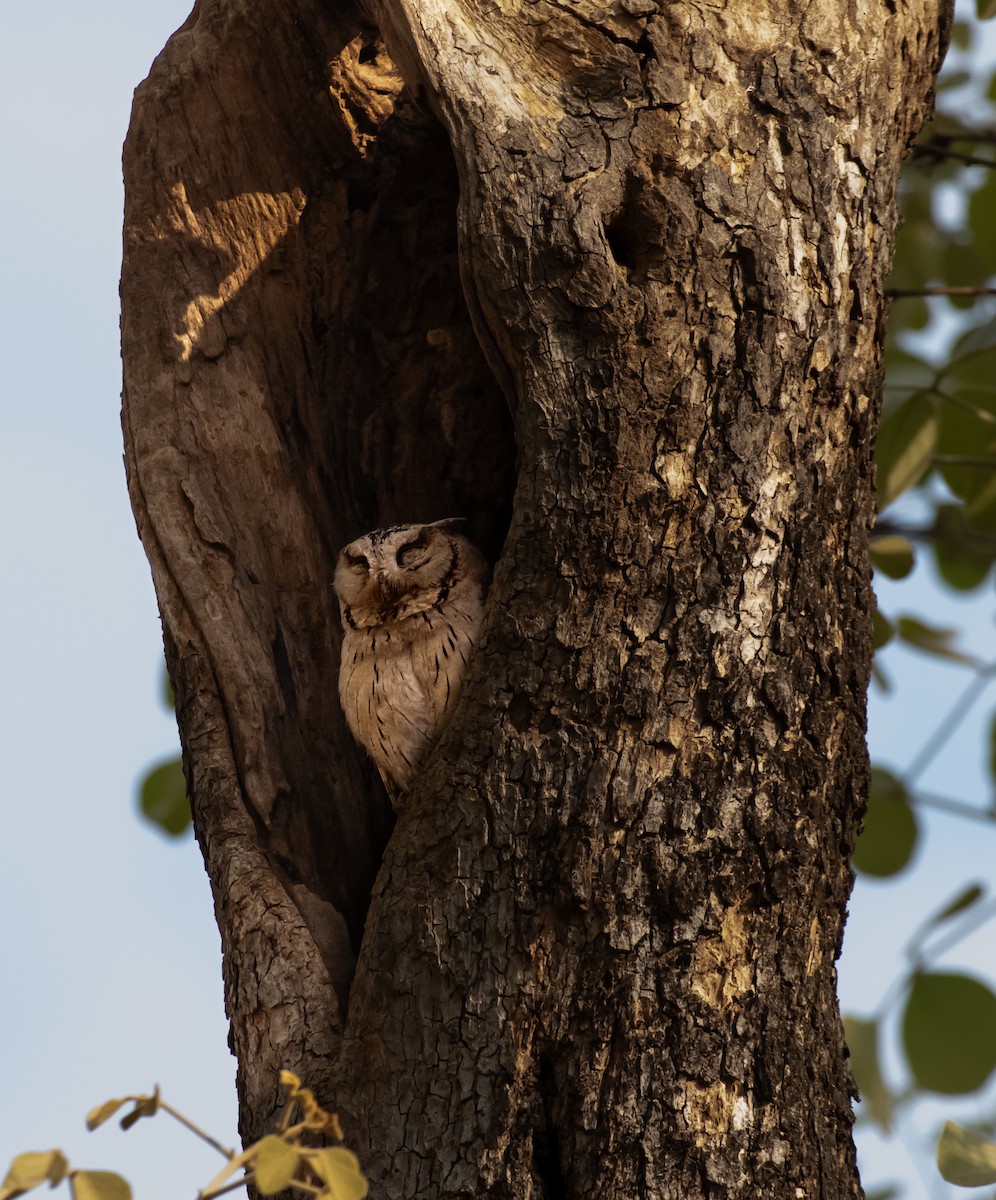 Indian Scops-Owl - ML638179807