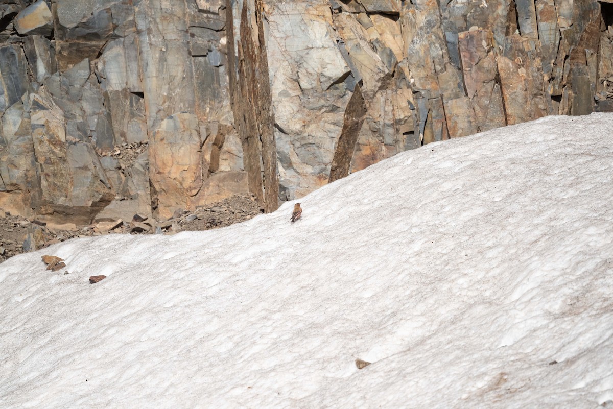 Brown-capped Rosy-Finch - ML638179808