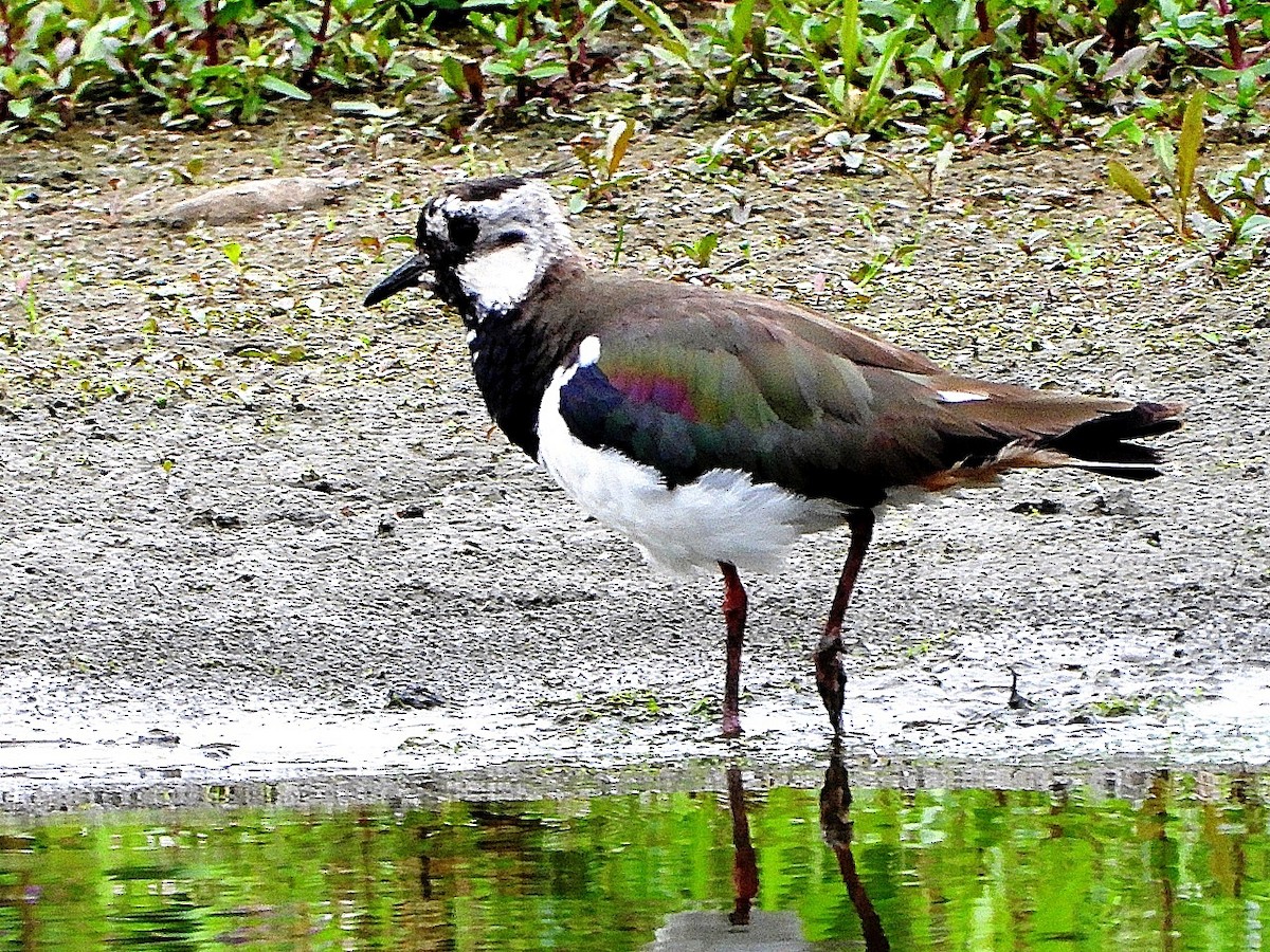Northern Lapwing - ML638179817