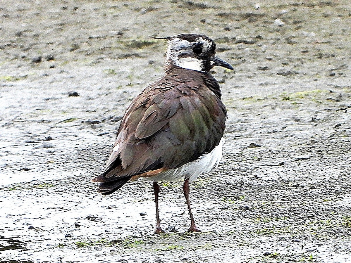 Northern Lapwing - ML638179818