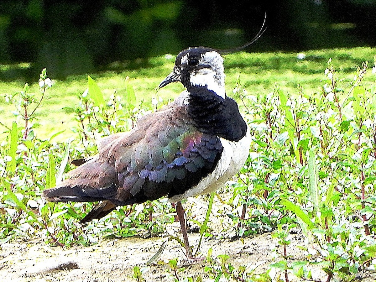 Northern Lapwing - ML638179819
