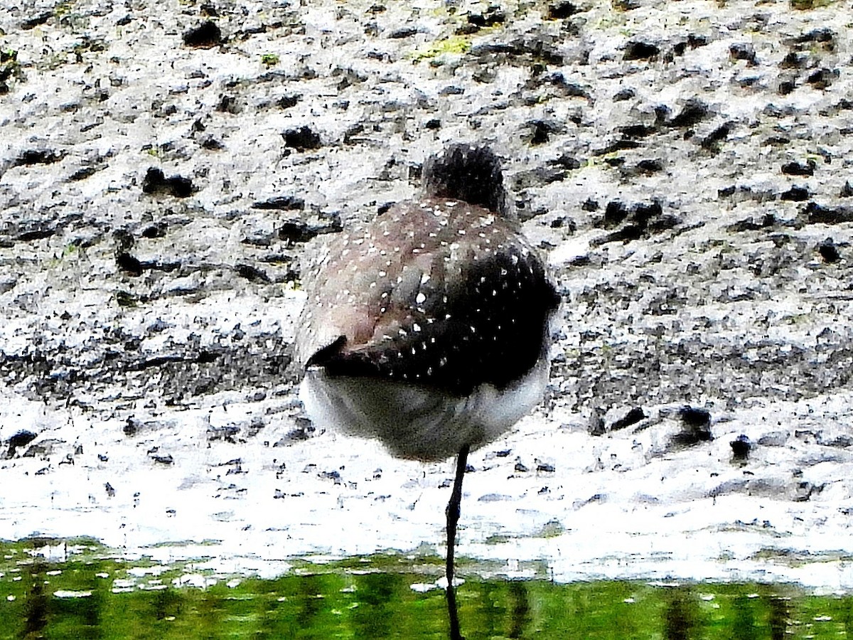 Green Sandpiper - ML638179833